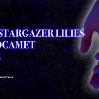 The Stargazer Lilies Altocamet Zeve