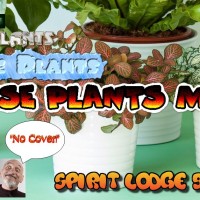 House Plants at Spirit: August (The Return)